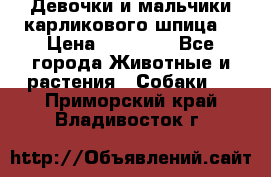 Девочки и мальчики карликового шпица  › Цена ­ 20 000 - Все города Животные и растения » Собаки   . Приморский край,Владивосток г.
